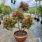 Červienka Fraserova (Photinia × fraseri) ´CORALLO´ - výška 150+ cm, kont. C90L (-24°C) BONSAJ - DECO MISA